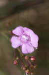 Tenlobe false foxglove